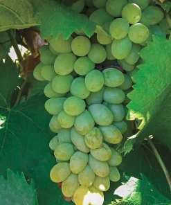 2 Neptune Seedless Grape Vine Plants - 1-2 Yr Old - Live Edible Outdoor - Image 2