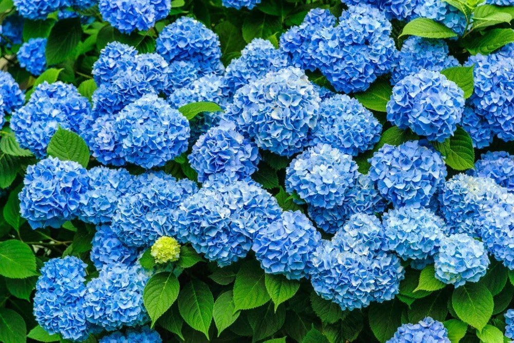 2 Nikko Blue Hydrangea Live Plants - 6-14" Tall, 2.5" Pots - Flowering Garden Bushes - Image 4