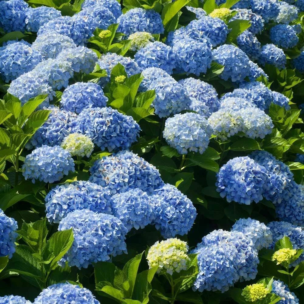 2 Nikko Blue Hydrangea Live Plants - 6-14" Tall, 2.5" Pots - Flowering Garden Bushes - Image 5