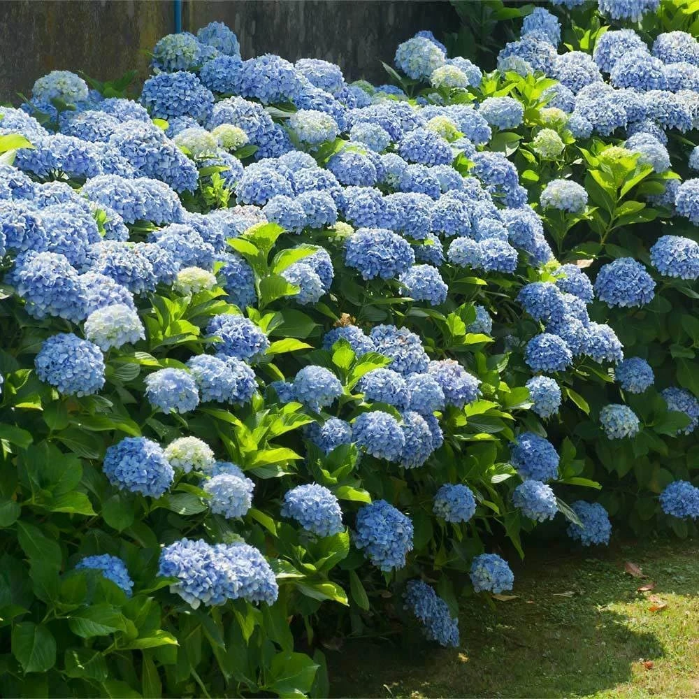 2 Nikko Blue Hydrangea Live Plants - 6-14" Tall, 2.5" Pots - Flowering Garden Bushes - Image 6