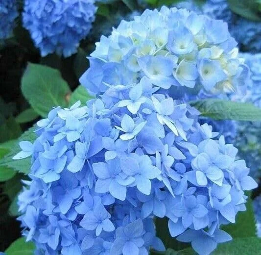 2 Nikko Blue Hydrangea Live Plants - 6-14" Tall, 2.5" Pots - Flowering Garden Bushes - Image 1