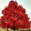 2 October Glory Maple Trees - Live Plants, 6-12" Tall, 2.5" Pots, Orange/Red Fall Foliage - Image 1