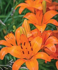 2 Orange Asiatic Lily Live Flower Bulbs – Attracts Butterflies – Outdoor Perennial - Image 2