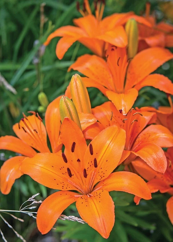 2 Orange Asiatic Lily Live Flower Bulbs – Attracts Butterflies – Outdoor Perennial - Image 2
