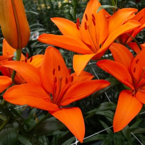 2 Orange Asiatic Lily Live Flower Bulbs – Attracts Butterflies – Outdoor Perennial - Image 1