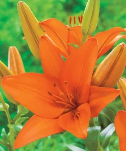 2 Orange Asiatic Lily Live Flower Bulbs – Attracts Butterflies – Outdoor Perennial - Image 3