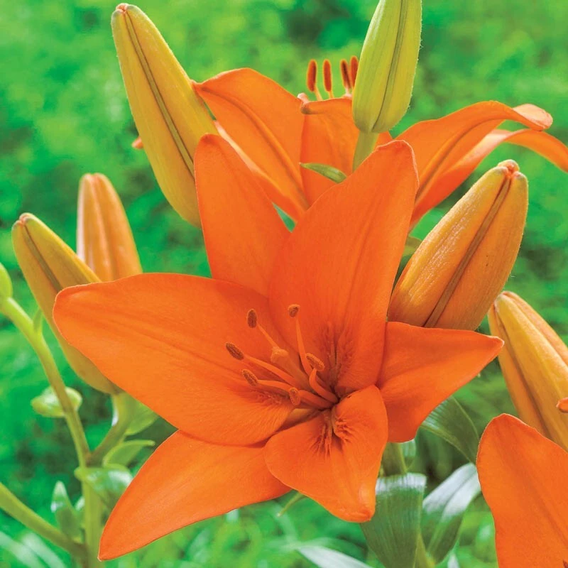 2 Orange Asiatic Lily Live Flower Bulbs – Attracts Butterflies – Outdoor Perennial - Image 3