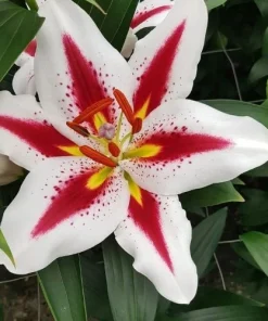 2 Oriental Lily Big Smile Bulbs - Perennial Flower - Multicolor Outdoor - Image 2