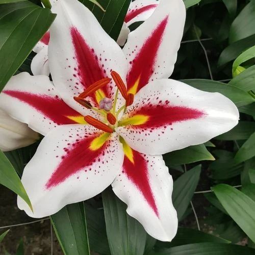 2 Oriental Lily Big Smile Bulbs - Perennial Flower - Multicolor Outdoor - Image 2