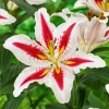 2 Oriental Lily Big Smile Bulbs - Perennial Flower - Multicolor Outdoor - Image 1