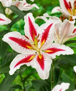 2 Oriental Lily Big Smile Bulbs - Perennial Flower - Multicolor Outdoor - Image 1