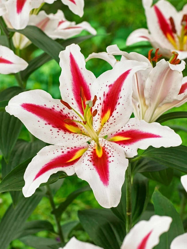 2 Oriental Lily Big Smile Bulbs - Perennial Flower - Multicolor Outdoor - Image 1