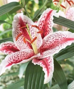 2 Oriental Lily Dizzy Flower Bulbs - Perennial Outdoor Flowering - Image 2