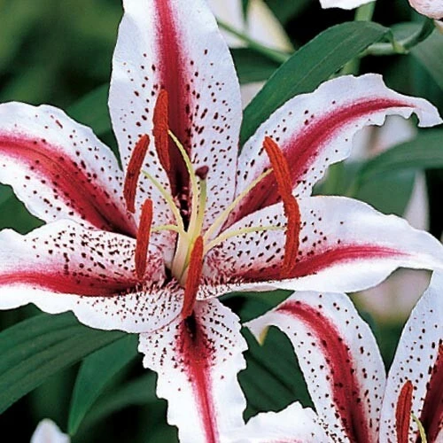 2 Oriental Lily Dizzy Flower Bulbs - Perennial Outdoor Flowering - Image 3
