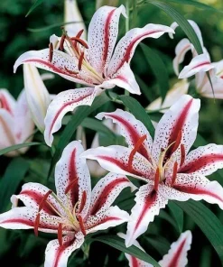 2 Oriental Lily Dizzy Flower Bulbs - Perennial Outdoor Flowering - Image 1