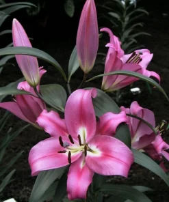 2 Oriental Lily Robina Flower Bulbs - Huge 10 Inch Fuchsia Pink Perennial Blooms Outdoor - Image 2