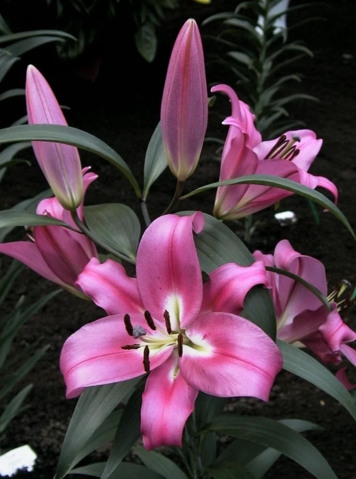 2 Oriental Lily Robina Flower Bulbs - Huge 10 Inch Fuchsia Pink Perennial Blooms Outdoor - Image 2