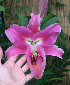 2 Oriental Lily Robina Flower Bulbs - Huge 10 Inch Fuchsia Pink Perennial Blooms Outdoor - Image 3