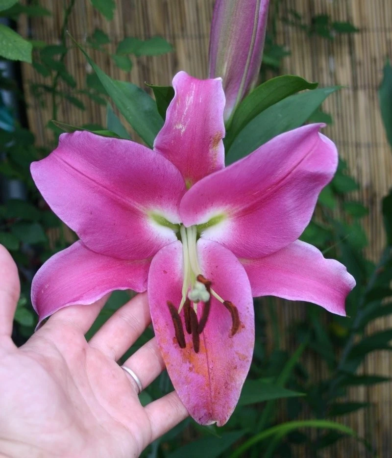 2 Oriental Lily Robina Flower Bulbs - Huge 10 Inch Fuchsia Pink Perennial Blooms Outdoor - Image 3
