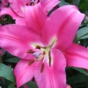 2 Oriental Lily Robina Flower Bulbs - Huge 10 Inch Fuchsia Pink Perennial Blooms Outdoor - Image 1