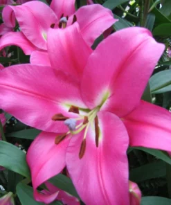 2 Oriental Lily Robina Flower Bulbs - Huge 10 Inch Fuchsia Pink Perennial Blooms Outdoor - Image 1