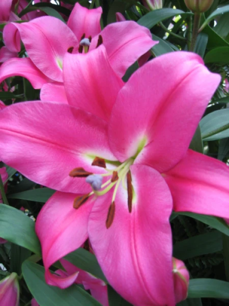 2 Oriental Lily Robina Flower Bulbs - Huge 10 Inch Fuchsia Pink Perennial Blooms Outdoor - Image 1
