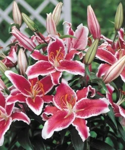 2 Oriental Lily Stargazer Bulbs - Perennial Flowering Outdoor Plant - Image 2