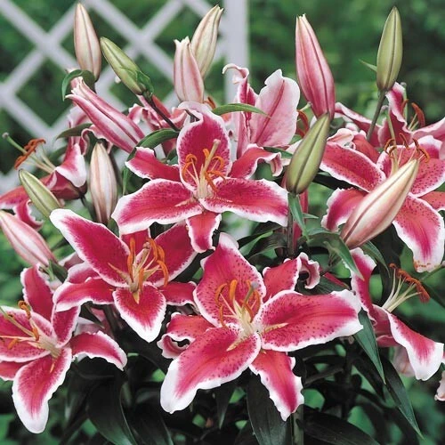 2 Oriental Lily Stargazer Bulbs - Perennial Flowering Outdoor Plant - Image 2