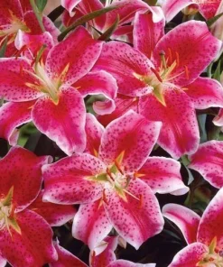2 Oriental Lily Stargazer Bulbs - Perennial Flowering Outdoor Plant - Image 3