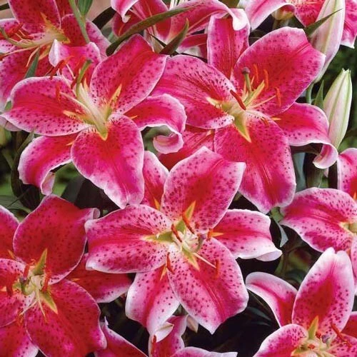 2 Oriental Lily Stargazer Bulbs - Perennial Flowering Outdoor Plant - Image 3