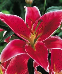 2 Oriental Lily Stargazer Bulbs - Perennial Flowering Outdoor Plant - Image 4