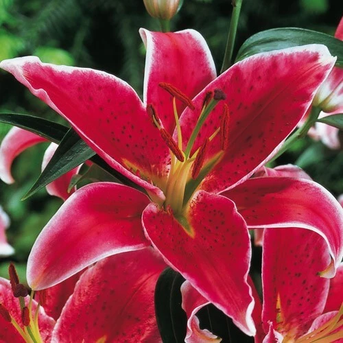 2 Oriental Lily Stargazer Bulbs - Perennial Flowering Outdoor Plant - Image 4