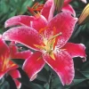 2 Oriental Lily Stargazer Bulbs - Perennial Flowering Outdoor Plant - Image 1