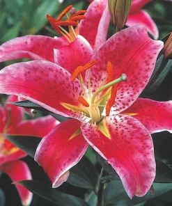 2 Oriental Lily Stargazer Bulbs - Perennial Flowering Outdoor Plant - Image 1