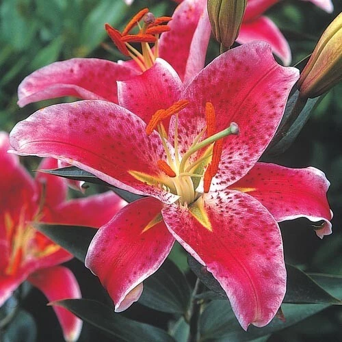 2 Oriental Lily Stargazer Bulbs - Perennial Flowering Outdoor Plant - Image 1