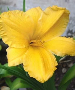 2 Pack Bengaleer Daylily Bare Root Plants - Yellow Perennial Flower Bulb Outdoor - Image 1