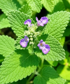 2 Pack Catnip Live Plants - Perennial Herb for Home Garden Planting, 4-8 Inch Tall - Image 3