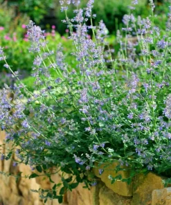 2 Pack Catnip Live Plants - Perennial Herb for Home Garden Planting, 4-8 Inch Tall - Image 6