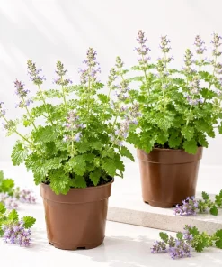 2 Pack Catnip Live Plants - Perennial Herb for Home Garden Planting, 4-8 Inch Tall - Image 1