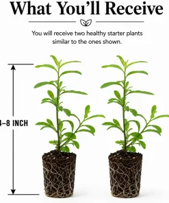 2 Pack Goji Berry Live Plants - Tropical Fruit Bush, 4-8 Inch Tall, USDA Zones 5-9 - Image 2