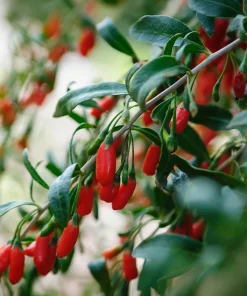 2 Pack Goji Berry Live Plants - Tropical Fruit Bush, 4-8 Inch Tall, USDA Zones 5-9 - Image 4