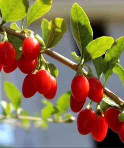 2 Pack Goji Berry Live Plants - Tropical Fruit Bush, 4-8 Inch Tall, USDA Zones 5-9 - Image 6