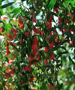 2 Pack Goji Berry Live Plants - Tropical Fruit Bush, 4-8 Inch Tall, USDA Zones 5-9 - Image 7