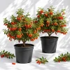 2 Pack Goji Berry Live Plants - Tropical Fruit Bush, 4-8 Inch Tall, USDA Zones 5-9 - Image 1