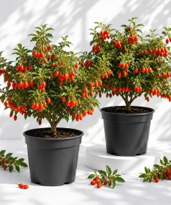 2 Pack Goji Berry Live Plants - Tropical Fruit Bush, 4-8 Inch Tall, USDA Zones 5-9 - Image 1
