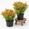 2 Pack Orange Butterfly Milkweed Live Plants – Asclepias Tuberosa, 4-7 Inch Tall - Image 1