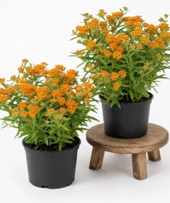 2 Pack Orange Butterfly Milkweed Live Plants – Asclepias Tuberosa, 4-7 Inch Tall - Image 1