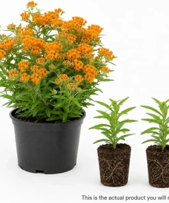 2 Pack Orange Butterfly Milkweed Live Plants – Asclepias Tuberosa, 4-7 Inch Tall - Image 3