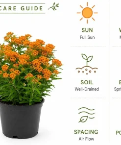 2 Pack Orange Butterfly Milkweed Live Plants – Asclepias Tuberosa, 4-7 Inch Tall - Image 5