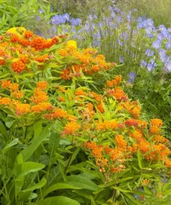 2 Pack Orange Butterfly Milkweed Live Plants – Asclepias Tuberosa, 4-7 Inch Tall - Image 7
